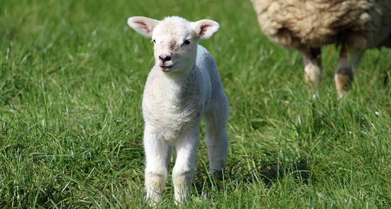 Church Farm Cottages Lambs found in Wiltshire